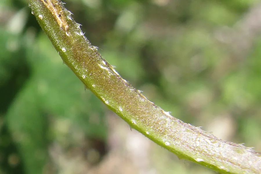 撸,则要非常小心,只要一点力量,你的手就可能会受到葎草茎表面倒刺的