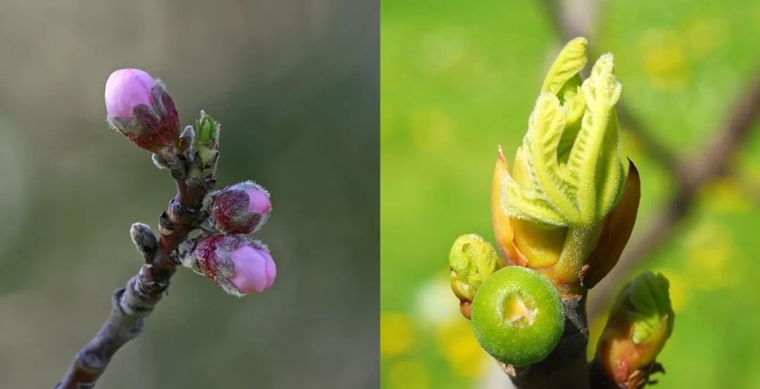 漫山的粉白,是杏花?是樱花?还是 果壳 科技有意思