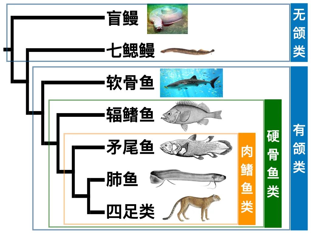 认真说我们其实都是鱼