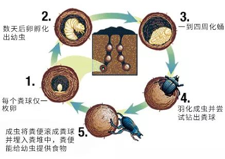 别笑古埃及的太阳神或许是个屎壳郎