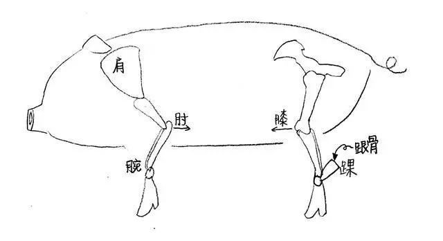 你吃的猪蹄到底是前蹄儿后蹄儿最强辨认法在此