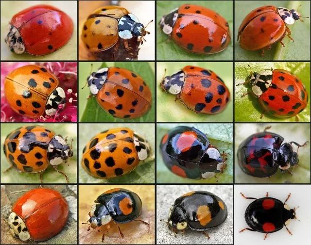 说到瓢虫(ladybug,大家可能对带"星"的瓢虫比较熟悉,如七星,二星,二