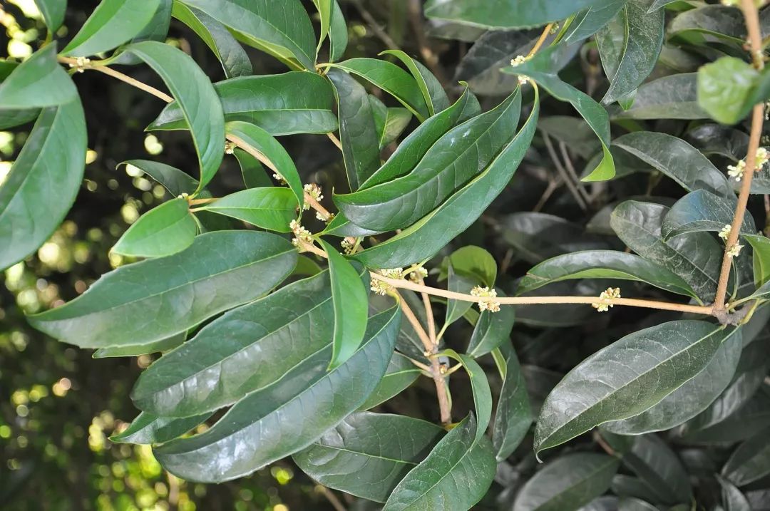 今天只想报菜名桂花糖藕桂花汤圆桂花酿