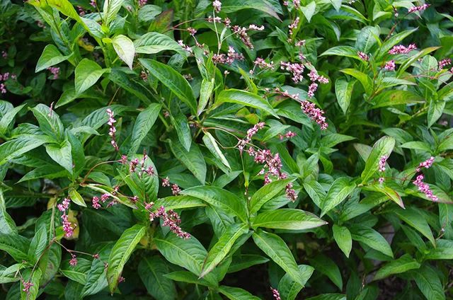 中国野外广布的蓼蓝(persicaria tinctoria),是亚洲最古老的蓝色染料