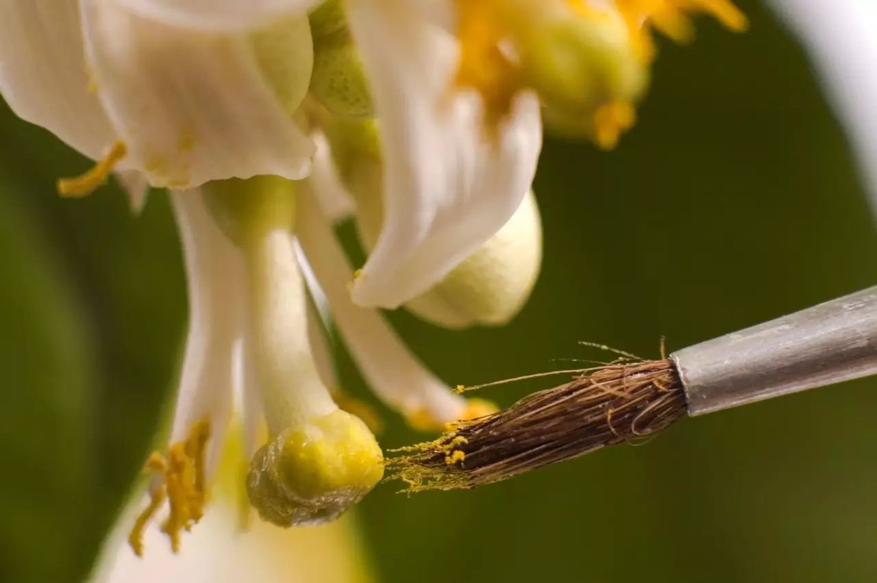 人工授粉的过程(正经脸).图片:gardeningknowhow.com