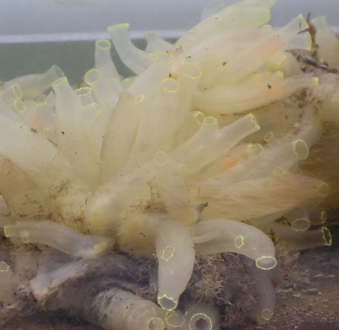 在发育生物学和基因组学研究中,玻璃海鞘是较为常用的海洋模式动物.