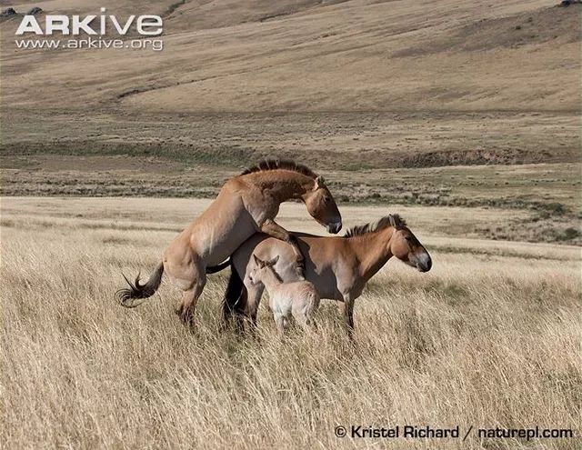 雌性的野马混进了家养的马群里,与雄性的家养马交配繁殖的后代又成了