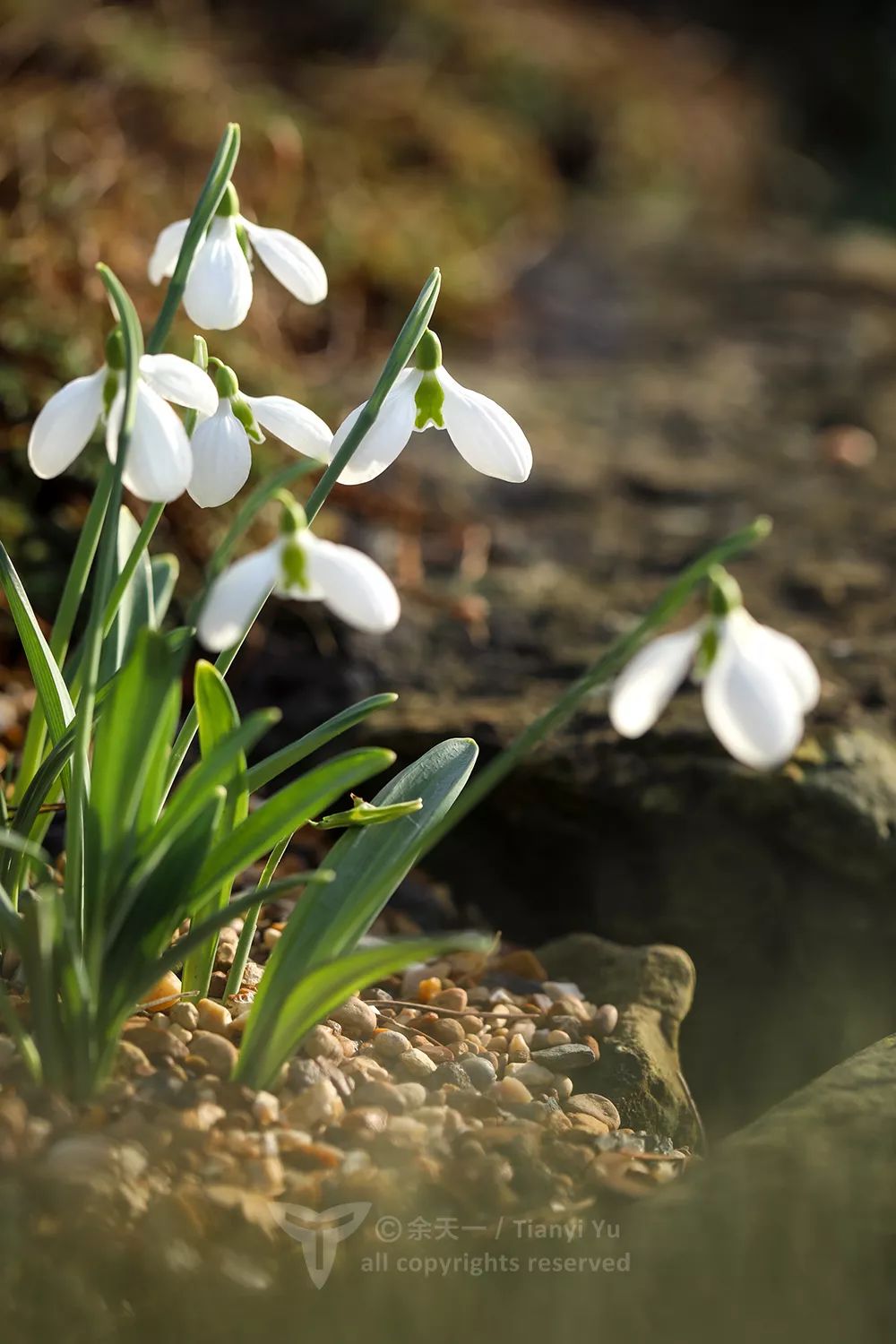 雪滴花这个中文名来自英文名的直译(snowdrop).