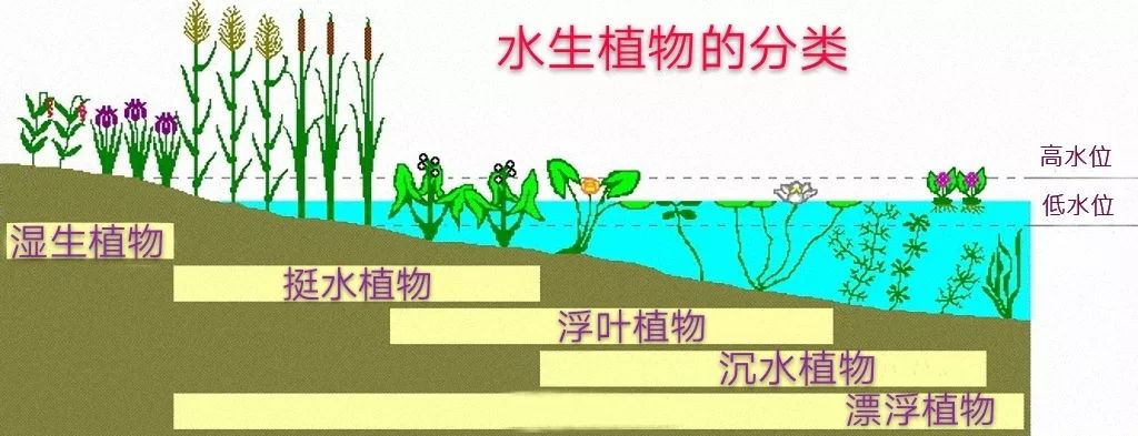 "水生植物"的概念比较广泛,实际上可以细分成很多类型:雨久花属于湿生