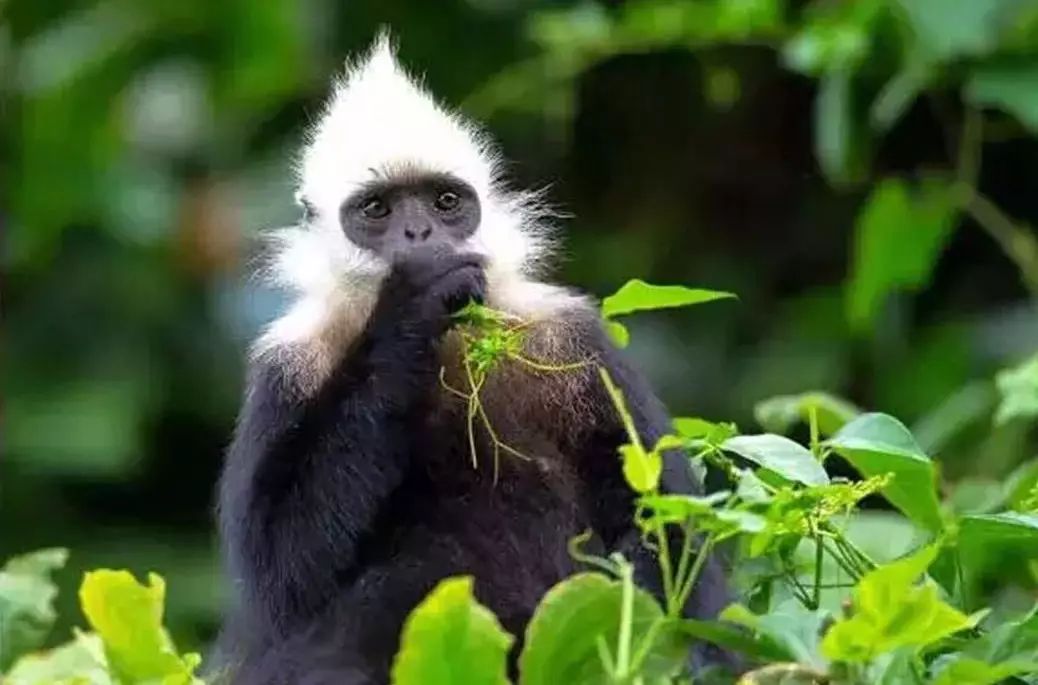 这种和贝克汉姆撞发型的猴子,只生活在中国广西
