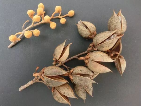 凤凰鸣矣梧桐生矣凤和凰分雌雄那梧和桐呢