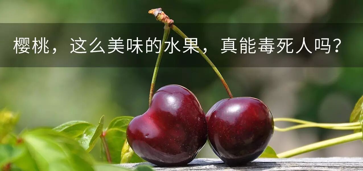 刺猬妈妈怀孕的时候,会被小刺猬扎伤么?