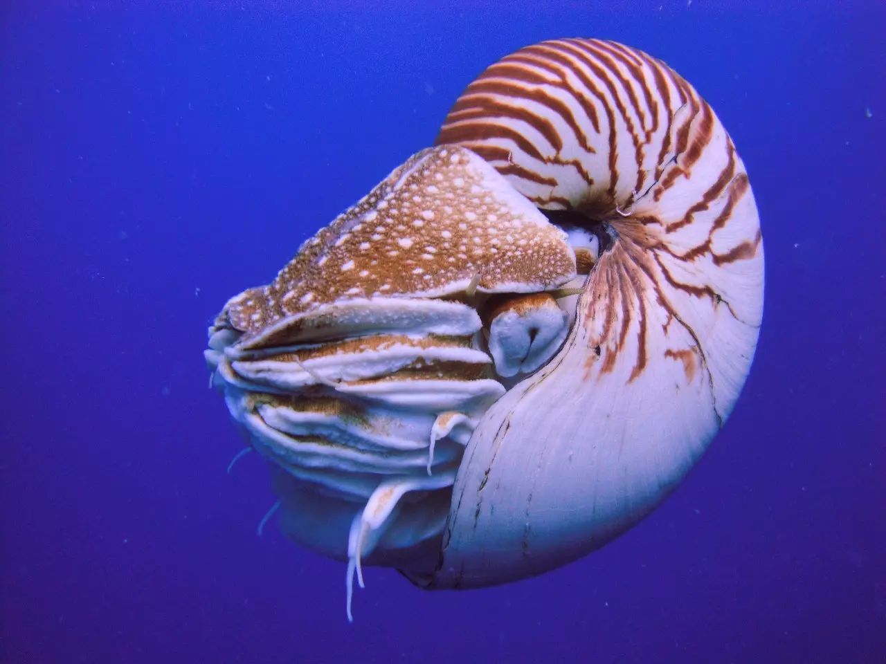 今日主角:帕劳鹦鹉螺.图片:manuae wikipedia