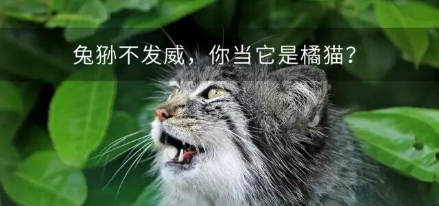 刺猬妈妈怀孕的时候,会被小刺猬扎伤么?