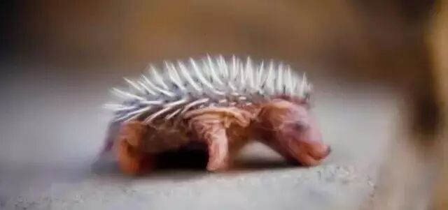 刺猬妈妈怀孕的时候,会被小刺猬扎伤么?