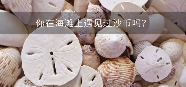 刺猬妈妈怀孕的时候,会被小刺猬扎伤么?