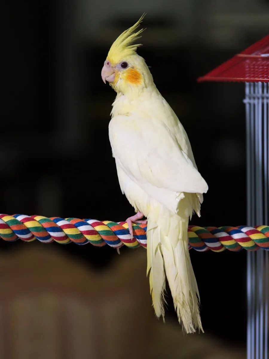 "鸡尾鹦鹉"是从英语俗称cockatiel来的,这个词看起来像拼错的