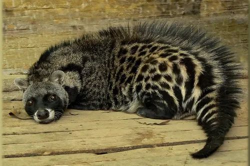 非洲灵猫(civettictis civetta),就是其中的一员.