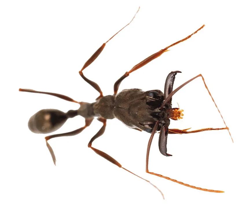 听到"大齿猛蚁"这个名字,你可能会觉得毛骨悚然,脑海中即刻浮现一只