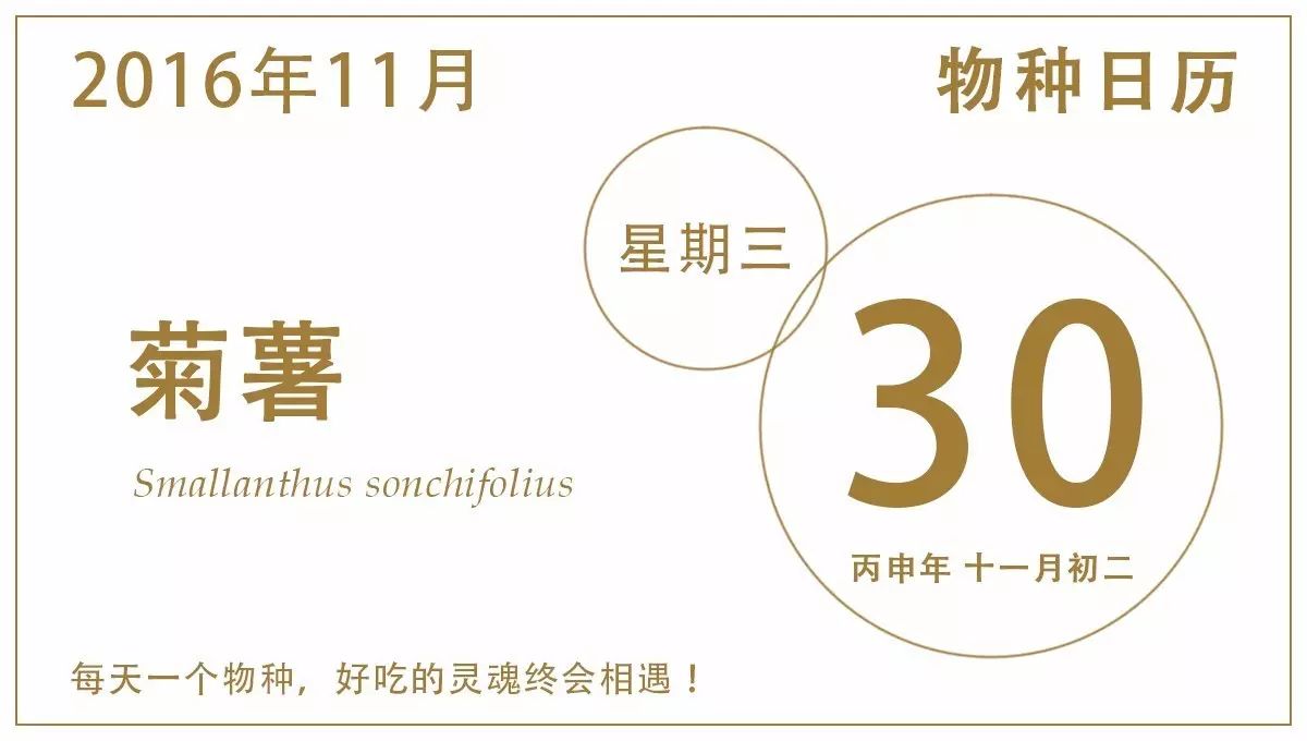 装什么装！cos番薯的那只雪莲果，居然是向日葵的姊妹