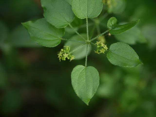 茜草还有很多名字,《诗经》称它为茹藘[lǘ],"茹"为互相拉扯牵引,"藘"