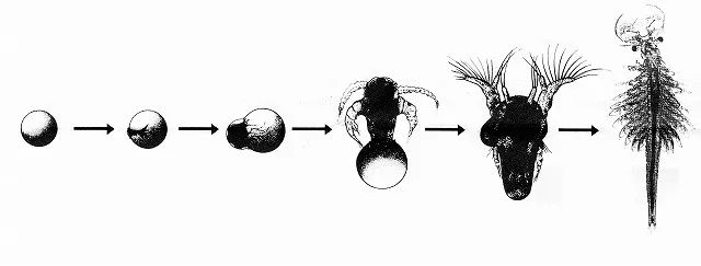 从卵到无节幼体再到成体.图片:yachiyo.ed.