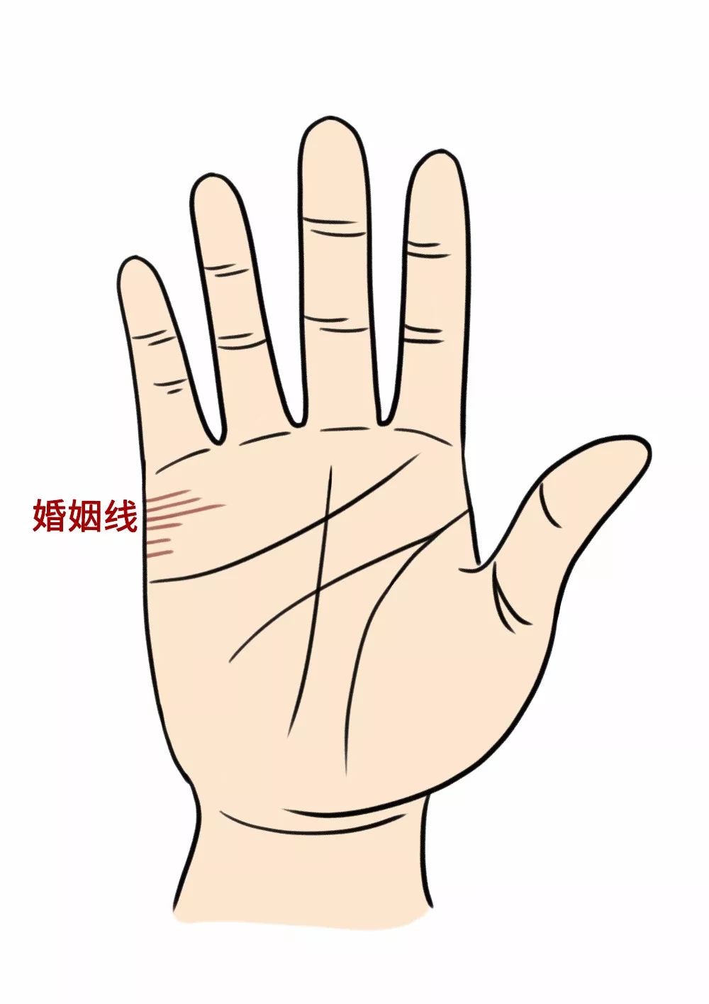 4.金星丘上纹路多