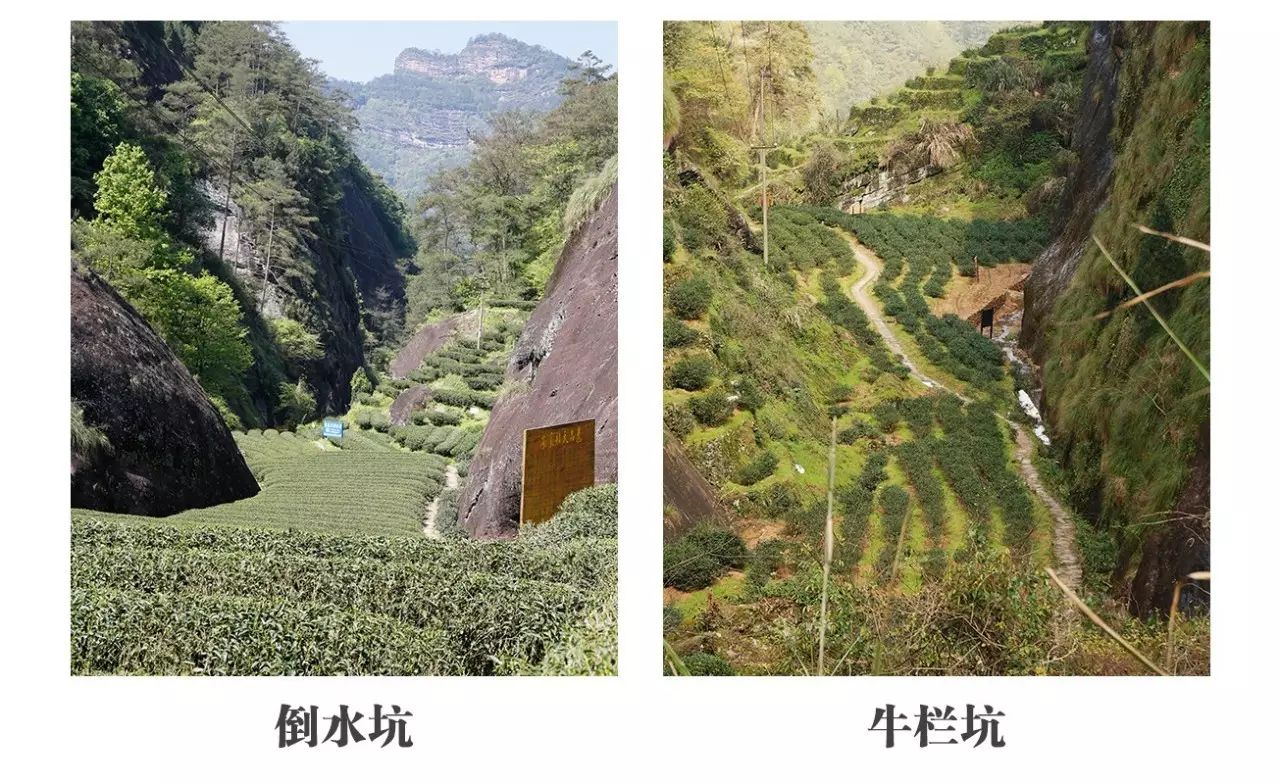 中间仅隔一小小的隆起地貌,我们在采访武夷山著名茶文化专家黄贤庚的