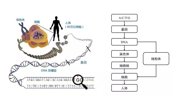 基因突变基本知识「建议收藏」