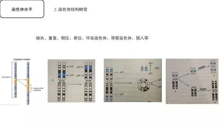 基因突变基本知识「建议收藏」