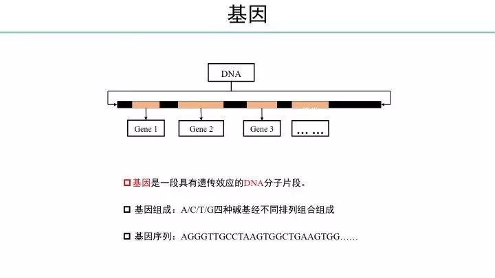 基因突变基本知识「建议收藏」