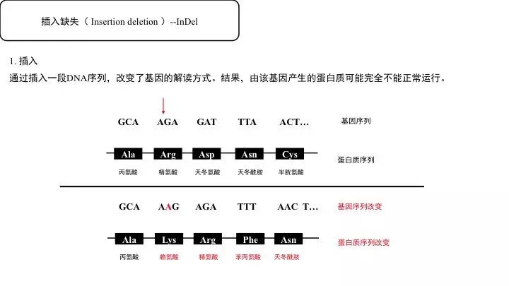基因突变基本知识「建议收藏」
