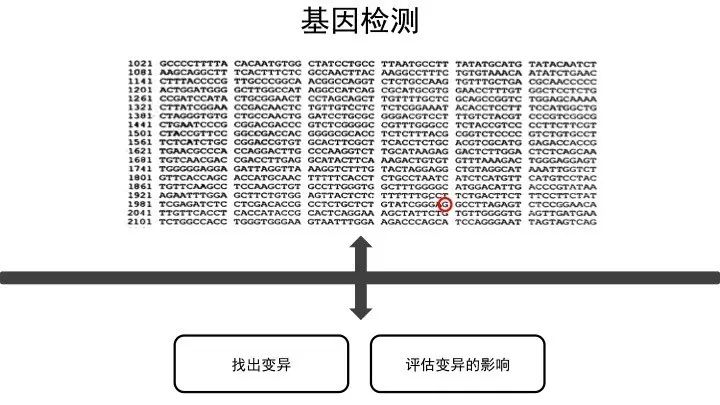 基因突变基本知识「建议收藏」