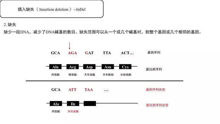基因突变基本知识「建议收藏」