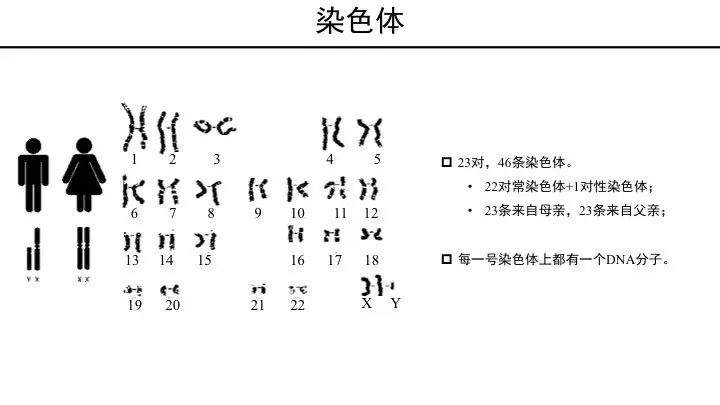 基因突变基本知识「建议收藏」