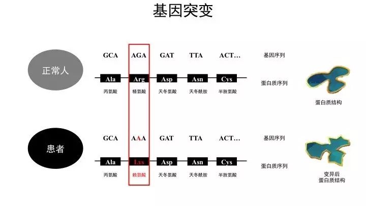 基因突变基本知识「建议收藏」