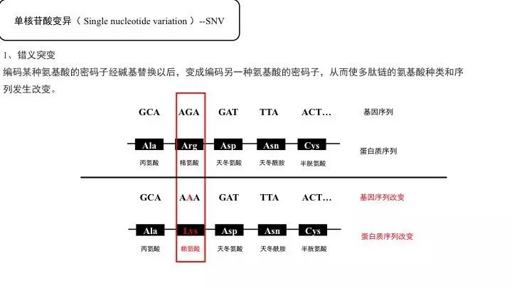 基因突变基本知识「建议收藏」