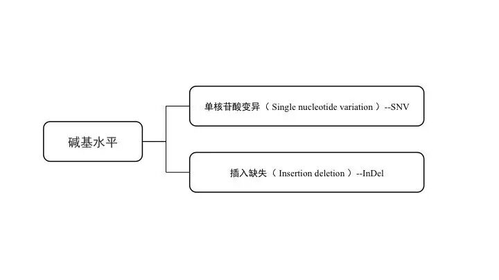 基因突变基本知识「建议收藏」