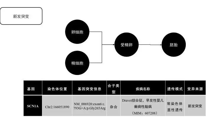 基因突变基本知识「建议收藏」