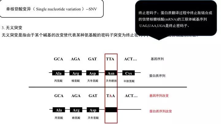 基因突变基本知识「建议收藏」