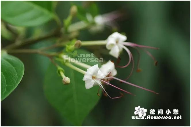 clerodendrum inerme 马鞭草科大青属