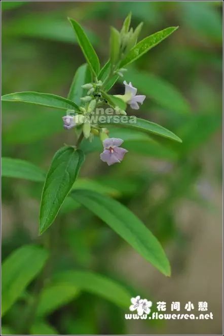 helicteres angustifolia 梧桐科山芝麻属