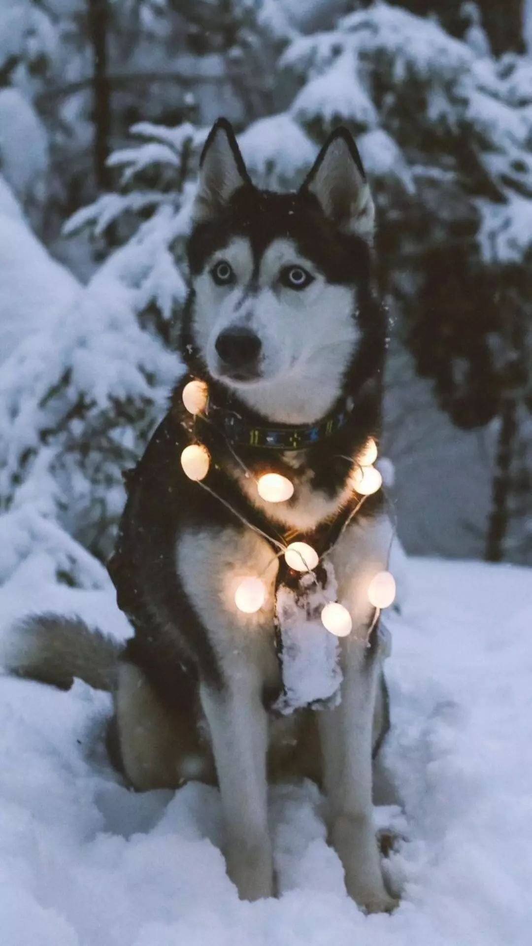 512期手机壁纸:雪橇犬哈士奇雪地图片