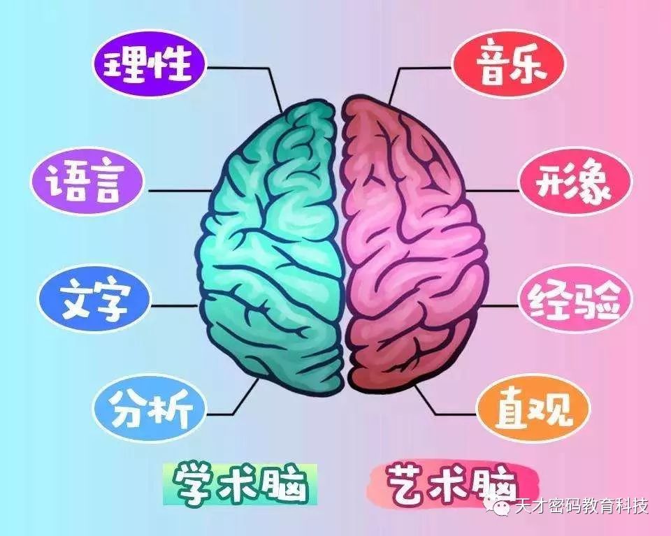 全脑教育|右脑开发的四个阶段