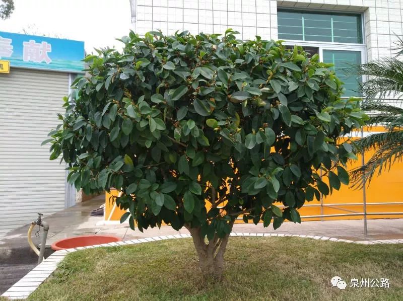 【路边还是】含笑:猪脚味苹果红枣味?海带植物香蕉可以吃吗图片