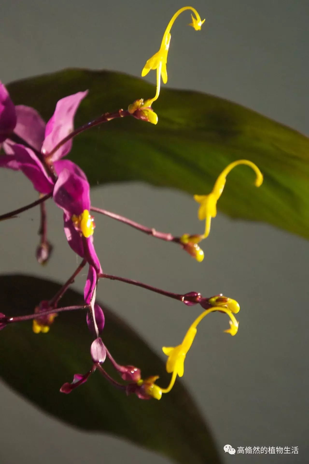 你没见过的奇花异草