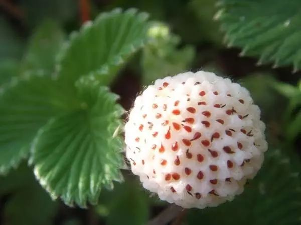下面这个长相酷似白草莓的水果,却又不是草莓,叫做白舅果.
