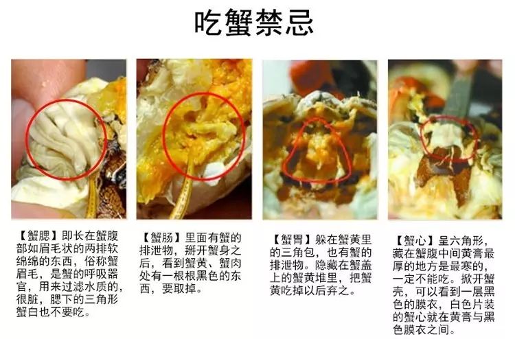 阳澄湖大闸蟹食用禁忌|无锡冰冻螃蟹价格联盟