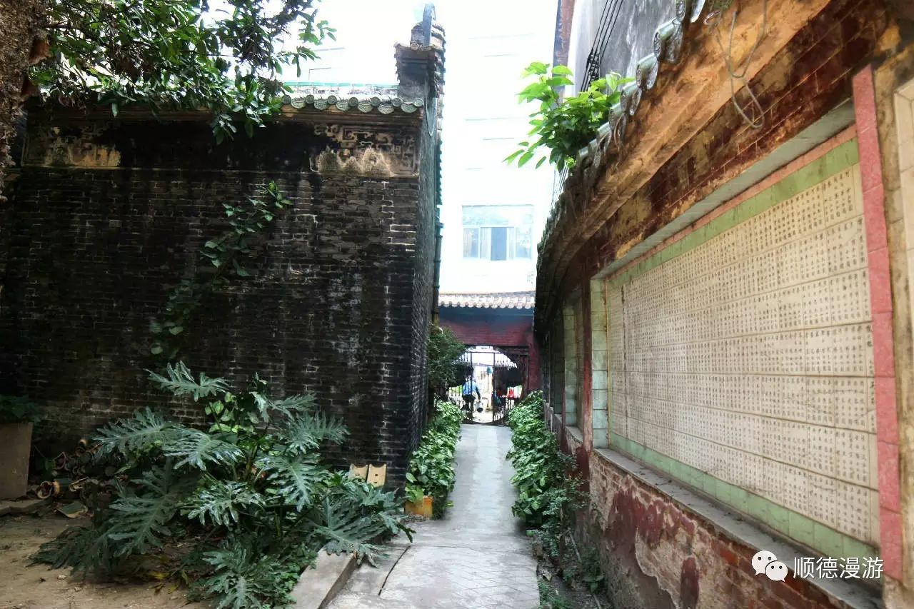 杏坛 麦村 (图文视频)