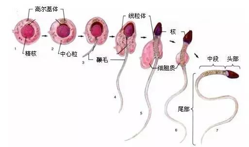 卵子发生的三个阶段_缔约过失责任发生阶段_卵子的发生过程